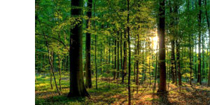 Honored Traditions preserves our nation's forests by donating to the Arbor Day Foudation with each casket purchased.